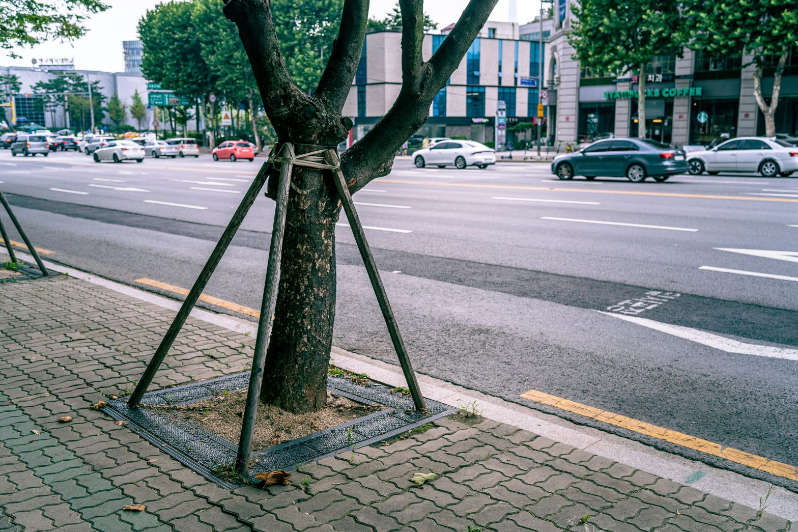 Trees lining a residential street with parked cars during the daytime